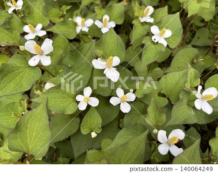 Lots of Houttuynia cordata Lots of Houttuynia cordata 140064249