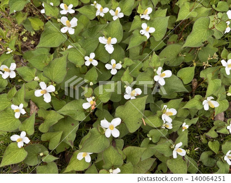 Lots of Houttuynia cordata Lots of Houttuynia cordata 140064251