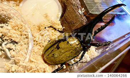 The impressive appearance of the Hercules beetle and its insect breeding case The impressive appearance of the Hercules beetle and its insect breeding case 140064266