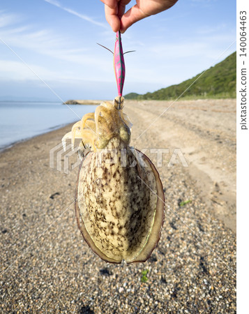 Freshly caught cuttlefish Freshly caught cuttlefish 140064463