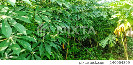 Lush cassava leaves in the garden Lush cassava leaves in the garden 140064809
