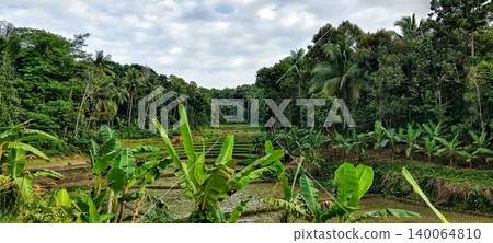 Vast rice fields with banana trees 140064810