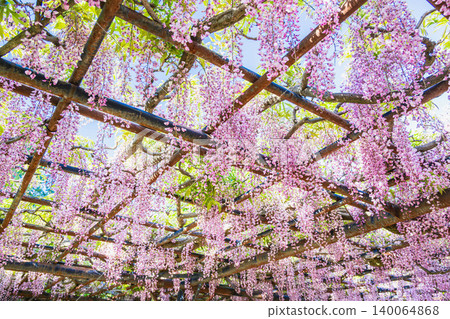 美麗盛開的紫藤花 美麗盛開的紫藤花 140064868
