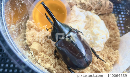 格蘭特犀金龜吃昆蟲果凍(1) 格蘭特犀金龜吃昆蟲果凍(1) 140064889