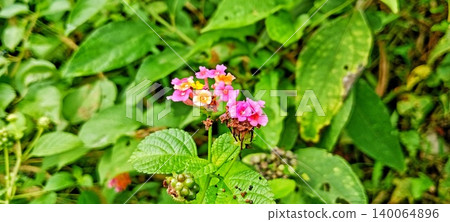 Colorful lantana flowers Colorful lantana flowers 140064896