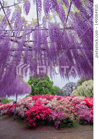 Wisteria in full bloom (Ashikaga Flower Park) Wisteria in full bloom (Ashikaga Flower Park) 140064910