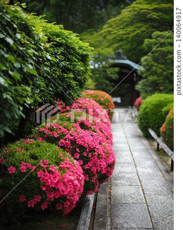 Satsuki azaleas at Eiseiin Temple in Kyoto 140064917