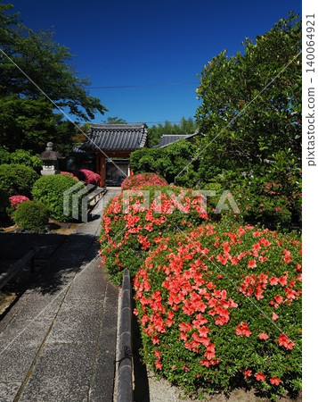 Satsuki azaleas at Eiseiin Temple in Kyoto 140064921