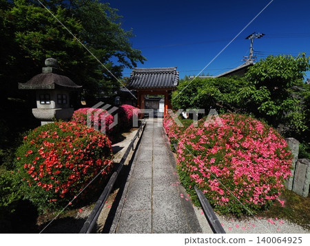 Satsuki azaleas at Eiseiin Temple in Kyoto 140064925