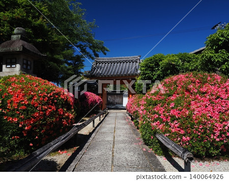 Satsuki azaleas at Eiseiin Temple in Kyoto 140064926