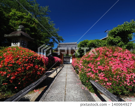 Satsuki azaleas at Eiseiin Temple in Kyoto 140064927