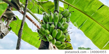 Green banana bunches on a tree Green banana bunches on a tree 140064955