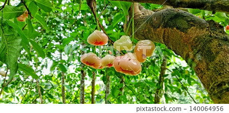 Reddish-white water apple fruit 140064956