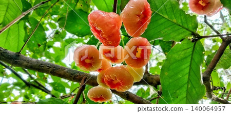 Fresh red water apples on a branch Fresh red water apples on a branch 140064957