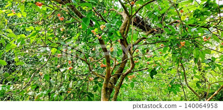 Water apple tree bearing abundant fruit Water apple tree bearing abundant fruit 140064958