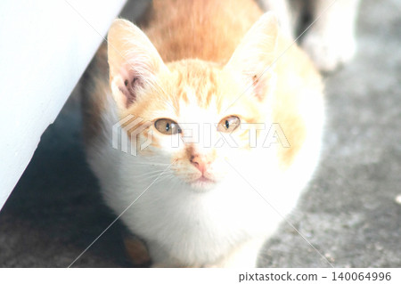 An orange cat is sitting and gazing calmly. An orange cat is sitting and gazing calmly. 140064996