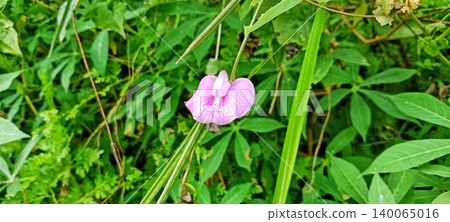 Light purple flowers in a green bush Light purple flowers in a green bush 140065016