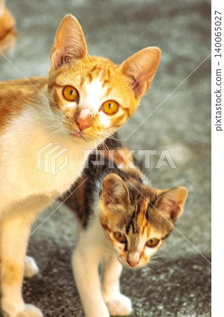 An orange cat gazing calmly indicates alertness and observation. An orange cat gazing calmly indicates alertness and observation. 140065027
