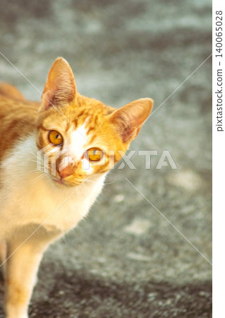 An orange cat gazing calmly indicates alertness and observation. An orange cat gazing calmly indicates alertness and observation. 140065028