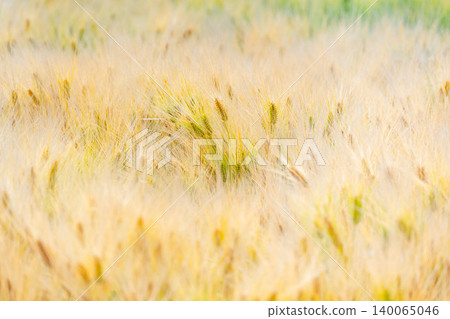 A field of six-row barley shining in the early summer sun. A field of six-row barley shining in the early summer sun. 140065046