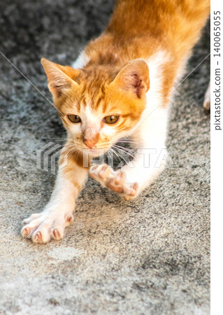 An orange cat is sitting and gazing calmly. An orange cat is sitting and gazing calmly. 140065055