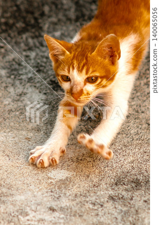 An orange cat is sitting and gazing calmly. An orange cat is sitting and gazing calmly. 140065056