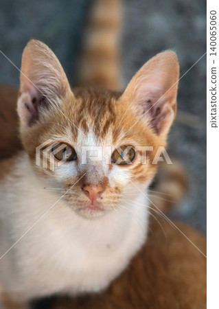 An orange cat is sitting and gazing calmly. An orange cat is sitting and gazing calmly. 140065060