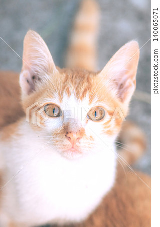 An orange cat is sitting and gazing calmly. An orange cat is sitting and gazing calmly. 140065071