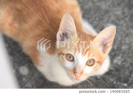 An orange cat is sitting and gazing calmly. 140065085