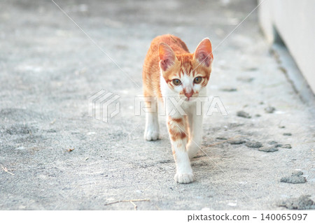An orange cat is sitting and gazing calmly. An orange cat is sitting and gazing calmly. 140065097