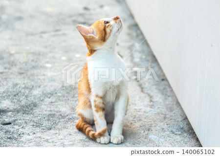 An orange cat is sitting and gazing calmly. 140065102