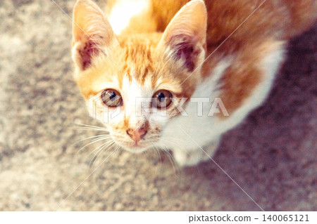 An orange cat is sitting and gazing calmly. 140065121
