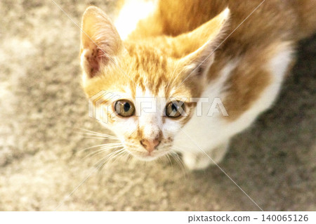An orange cat is sitting and gazing calmly. An orange cat is sitting and gazing calmly. 140065126