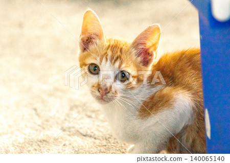 An orange cat is sitting and gazing calmly. An orange cat is sitting and gazing calmly. 140065140