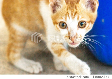 An orange cat is sitting and gazing calmly. An orange cat is sitting and gazing calmly. 140065147