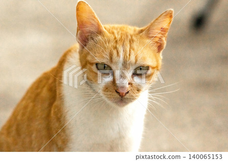 An orange cat is sitting and gazing calmly. An orange cat is sitting and gazing calmly. 140065153