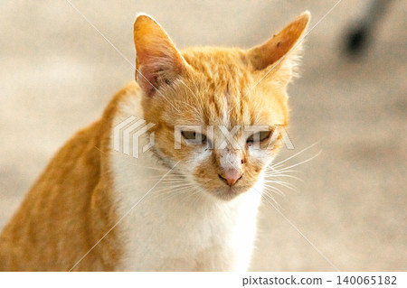 An orange cat gazing calmly indicates alertness and observation. An orange cat gazing calmly indicates alertness and observation. 140065182