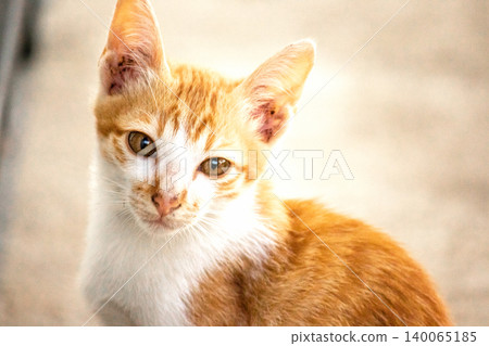An orange cat gazing calmly indicates alertness and observation. An orange cat gazing calmly indicates alertness and observation. 140065185