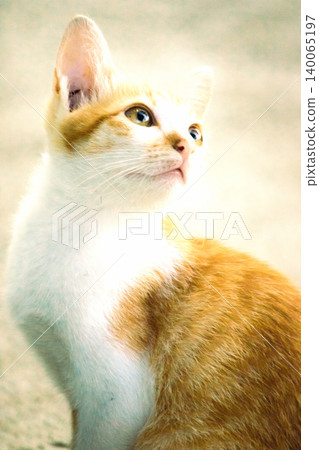 An orange cat gazing calmly indicates alertness and observation. An orange cat gazing calmly indicates alertness and observation. 140065197