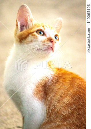 An orange cat gazing calmly indicates alertness and observation. An orange cat gazing calmly indicates alertness and observation. 140065198