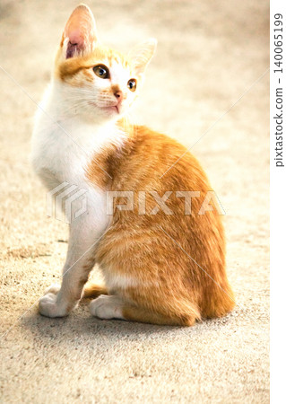 An orange cat gazing calmly indicates alertness and observation. An orange cat gazing calmly indicates alertness and observation. 140065199