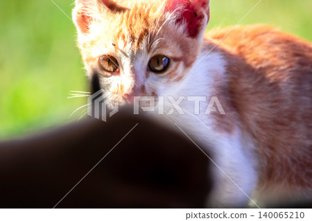 An orange cat gazing calmly indicates alertness and observation. 140065210