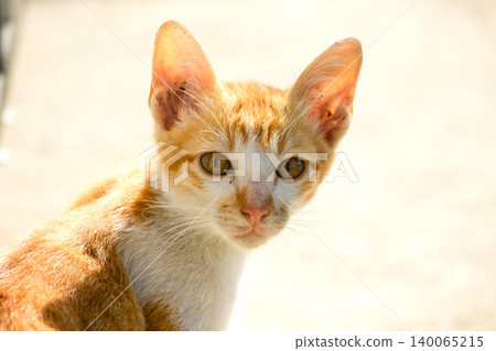 An orange cat gazing calmly indicates alertness and observation. An orange cat gazing calmly indicates alertness and observation. 140065215