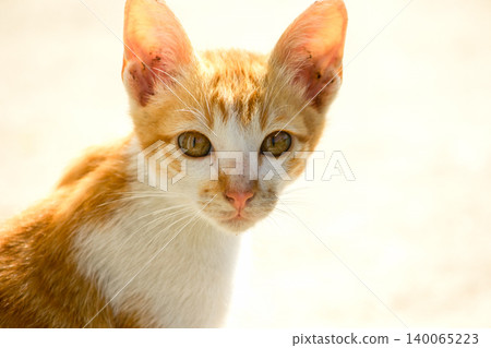 An orange cat gazing calmly indicates alertness and observation. 140065223