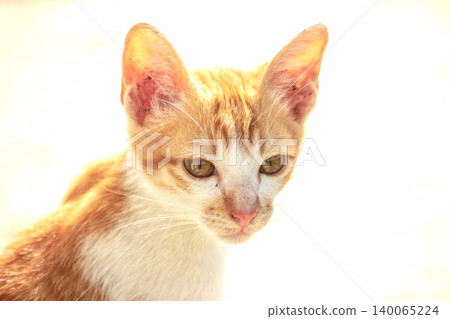 An orange cat gazing calmly indicates alertness and observation. An orange cat gazing calmly indicates alertness and observation. 140065224