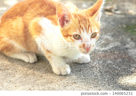 An orange cat gazing calmly indicates alertness and observation. An orange cat gazing calmly indicates alertness and observation. 140065231