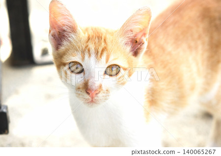 An orange cat is sitting and gazing calmly. An orange cat is sitting and gazing calmly. 140065267