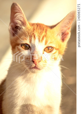 An orange cat is sitting and gazing calmly. An orange cat is sitting and gazing calmly. 140065271