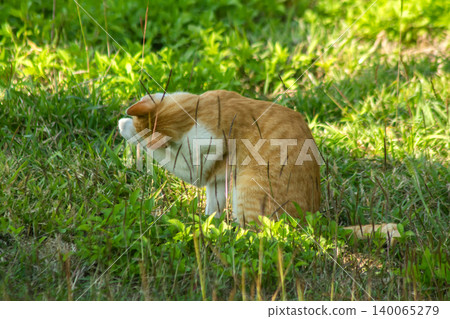 Orange cats in the lawn; they use the height of the grass to camouflage themselves and observe prey. Orange cats in the lawn; they use the height of the grass to camouflage themselves and observe prey. 140065279