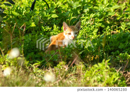 Orange cats in the lawn; they use the height of the grass to camouflage themselves and observe prey. Orange cats in the lawn; they use the height of the grass to camouflage themselves and observe prey. 140065280